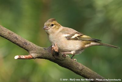 Eurasian ChaffinchFringilla coelebs coelebs