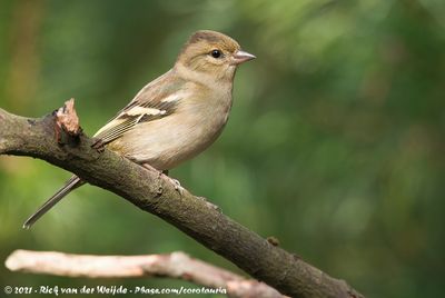 Eurasian ChaffinchFringilla coelebs coelebs