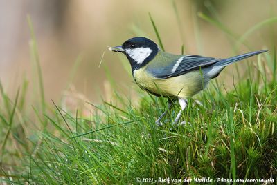 Great TitParus major major