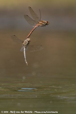 Common DarterSympetrum striolatum striolatum