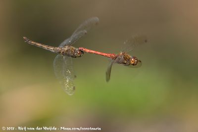 Common DarterSympetrum striolatum striolatum