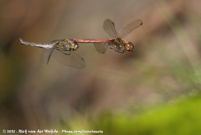 Common DarterSympetrum striolatum striolatum