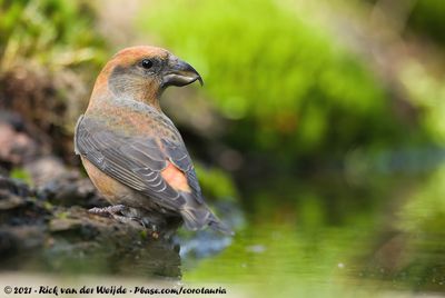 Red CrossbillLoxia curvirostra curvirostra