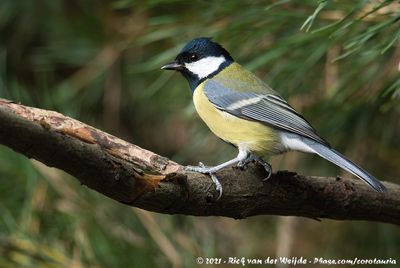 Great TitParus major major