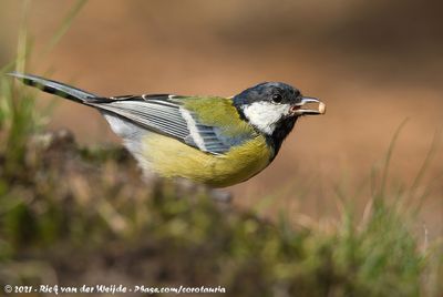 Great TitParus major major