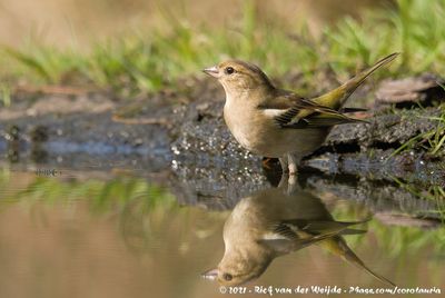 Eurasian ChaffinchFringilla coelebs coelebs