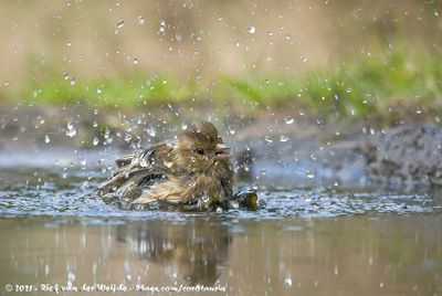 Eurasian ChaffinchFringilla coelebs coelebs