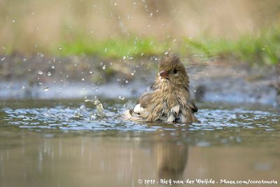 Eurasian ChaffinchFringilla coelebs coelebs