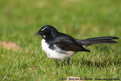 Willie WagtailRhipidura leucophrys leucophrys