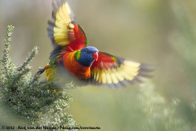 Rainbow LorikeetTrichoglossus moluccanus moluccanus