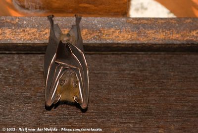 Lesser Short-Nosed Fruit Bat  (Cynopterus brachyotis)