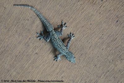 Flat-Tailed House GeckoHemidactylus platyurus