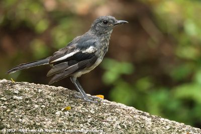 Oriental Magpie-RobinCopsychus saularis musicus