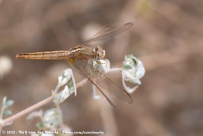 Scarlet DarterCrocothemis erythraea