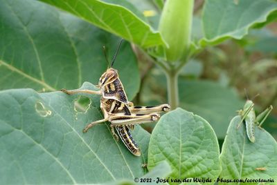 Desert LocustSchistocerca gregaria flaviventris