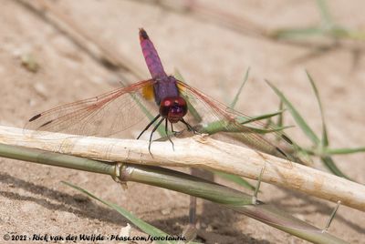 Violet DropwingTrithemis annulata