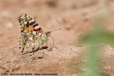 Painted LadyVanessa cardui