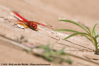 Orange-Winged DropwingTrithemis kirbyi kirbyi