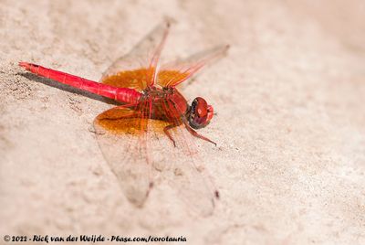 Orange-Winged DropwingTrithemis kirbyi kirbyi