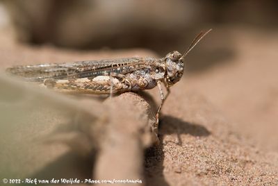 Unknown GrasshopperAcrotylus spec.