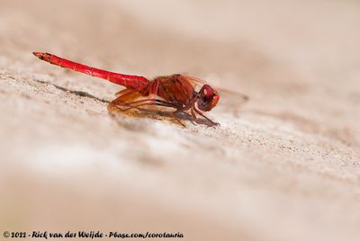 Orange-Winged DropwingTrithemis kirbyi kirbyi