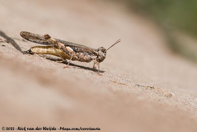 Unknown GrasshopperAcrotylus spec.