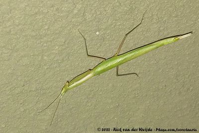 Double-Cone Grass MantisEpiscopomantis chalybea