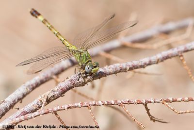 Green HooktailParagomphus genei