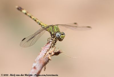 Green HooktailParagomphus genei