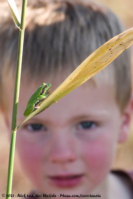 European Tree FrogHyla arborea