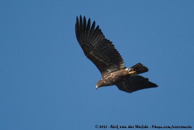 White-Tailed EagleHaliaeetus albicilla albicilla