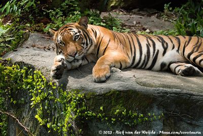 Malayan TigerPanthera tigris jacksoni