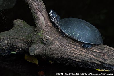 Spotted Pond Turtle  (Driekielstraalschildpad)