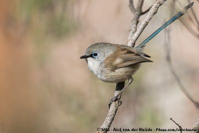 Blue-Breasted Fairywren  (Blauwborstelfje)