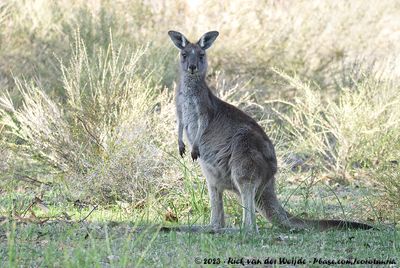 Western Grey KangarooMacropus fuliginosus