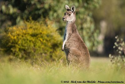 Western Grey KangarooMacropus fuliginosus