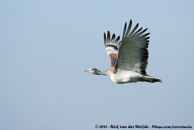 Great Bustard  (Grote Trap)