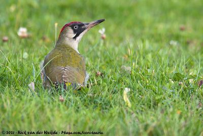 European Green Woodpecker<br><i>Picus viridis viridis</i>