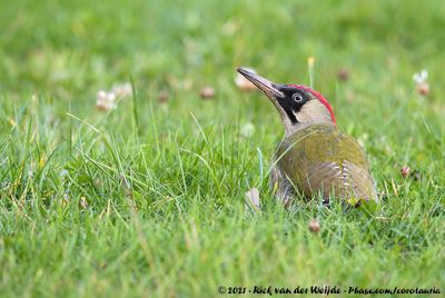 European Green Woodpecker<br><i>Picus viridis viridis</i>