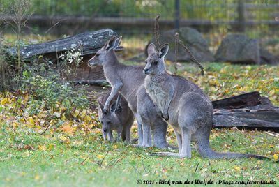 Eastern Grey Kangaroo  (Oostelijke Grijze Reuzenkangoeroe)