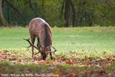 Dybowski DeerCervus hortulorum dybowskii