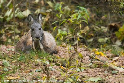 Siberian Musk DeerMoschus moschiferus ssp.