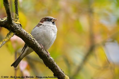 House Sparrow  (Huismus)