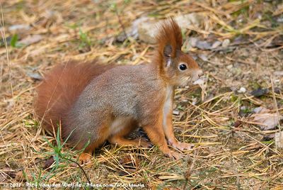 Eurasian Red SquirrelSciurus vulgaris cinerea