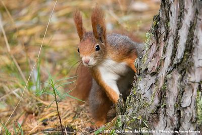 Eurasian Red SquirrelSciurus vulgaris cinerea