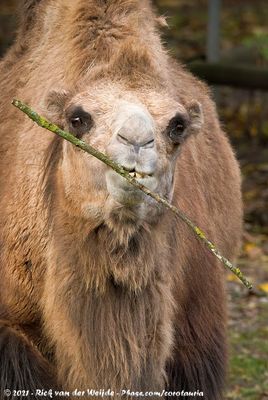 Kameel / Bactrian Camel