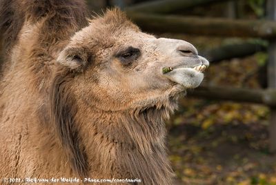 Bactrian CamelCamelus bactrianus