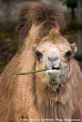 Bactrian Camel  (Kameel)