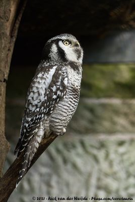 Northern Hawk-Owl  (Sperweruil)