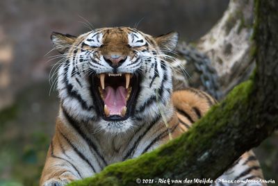 Siberian TigerPanthera tigris altaica
